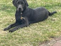 Coco, Aus gesundheitlichen Gründen (Diagnose MS) müssen