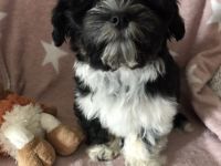 Havaneser Deckrüde Rocki  von den Haseltaler Strolchen