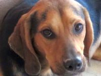 Missouri (noch im Tierheim auf Zypern)