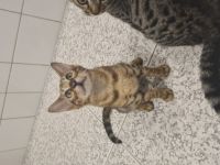 Wir haben einen Abgabebereiten reinrassigen Bengal