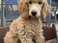 Die Welpen sind gechipt und 2 x geimpft und ab sofort