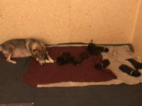 Unsere Hündin Rana (Mischlingshündin) hat am 05.11.2022