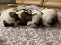 Hallo! Wir sind 4 kleine Shih Tzu / Jack Russel Mix
