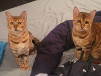 Maliya & Kleo, Das sind Maliya (2) und Kleo (9 Monate).