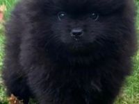 Unsere zwei hübsche Pomeranian Bärchen, beides Rüden,