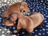 Sehr geehrte Damen und Herren, Anfang September kamen