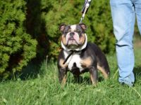 Unsere Welpen sind auf der Suche nach einem