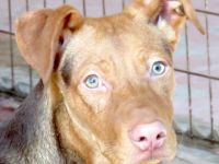 Mandy 4 (Mischling, weiblich, Dobermann)