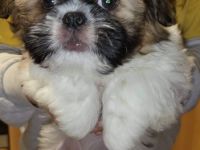 Der kleine knuddelige Toto wartet noch auf einen