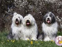 OES  von Laubenzedel