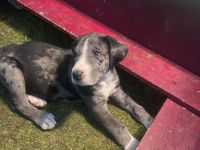 Hallo , unsere Mix Welpen sind am Donnerstag 24.11.22