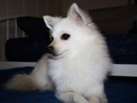 Luna, Guten Tag, Diese liebe zwei Jahre alte Zwergspitz