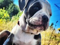 Cookie, Meine kleine süße bully Hündin sucht dringend