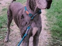 Schweren Herzens muss ich für unser 2jährige Dogge ein