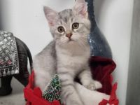 Unsere wunderschöne Mila hat am 3.9.2022 diese kleine