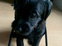 Wir haben zuckersüße Mischlingswelpen, die mit uns im