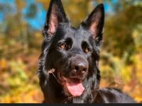 3 wunderschöne Mädchen suchen ein neues Zuhause. Welpen