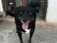 Tamo - unser schüchterner Herzensbrecher