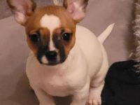 Hallo. Es suchen noch 2 Chihuahuamix Hündinnen ein