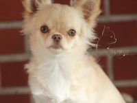 für unsere Osina,creme-langhaar,suchen wir ein neues