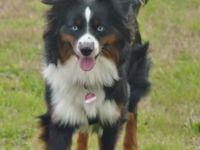 Kradie's Crazy Handsome Elmo Oscar