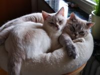 Snowi & Olaf, Leider muss ich mich aus privaten Gründen