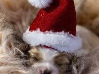 Unsere Lili hat am 29.10 acht wunderschöne Welpen