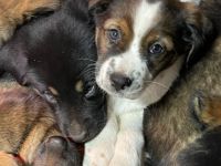 Zwischen dem 19. und 20. Oktober wurden unser Finn und