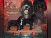 Wunderschönes Barbet Welpen suchen neues zu Hause.