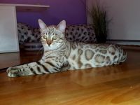 Wunderschöne Reinrassige Bengal Kater mit großen