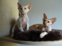 Die zauberhafte und zuckersüße Devon Rex Babys. Mädchen