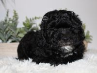 Welpen der Rasse Russskaya tsvetnaya bolonka 