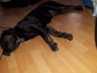 Leider muss ich mich sehr schweren Herzens von meiner