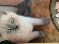 Unsere süßen Kittchen sind am 03. September auf die