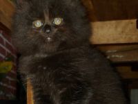 Unsere Marley Maine Coon hat sich in Balu Britisch