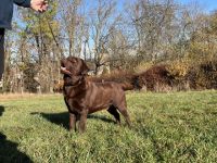 Fredo Blossoming Meadow