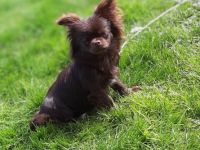 Chihuahuas dat Snuutje van de Ost