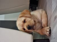 Aga, Astra, Asia, Adela, Welpen sind extrem gutmütig