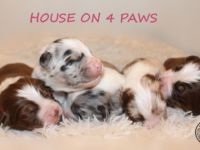 Der Zucht "House on 4 Paws" ist stolz darauf, den