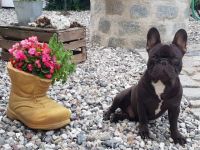 Unsere Hündin Mila hat am 4.10.22 auf natürlichen Weg 4