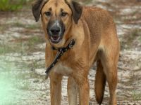 Muffin, Cupcake, Brownie - drei unterschiedliche Charaktere