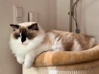 Verkaufe schweren Herzens, unsere 2 Ragdoll Katzen. Es