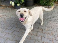 Hallöchen, wir bieten hier Reinrassige Labrador Welpen