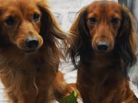 Zwerg & Kaninchenlanghaar Dackel vom Stemmer Lande