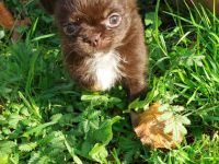 Hallo wir sind Feline und Fabius und suchen noch ein