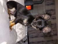 Ellie dat Snuutje van de Ost, Chihuahua