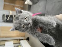 UPDATE: Ein männliches Kitten in der Farbe blau Sicht