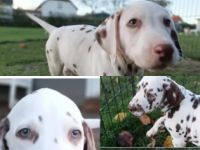 Am 29.08.2022 sind insgesamt 13 wundervolle