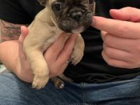 Hallo liebe Bullyfreunde.. Update: eigentlich hatten