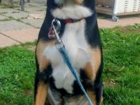 Jacky, Unsere 7 Monate alte Mischlingshündin ist ein